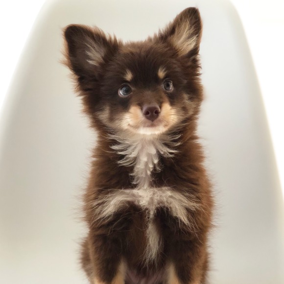 Meet your Posher, Nancy - Picture 1 of 1